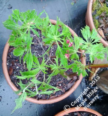 Acer japonicum 'Oregon Fern' - mapleridgenursery